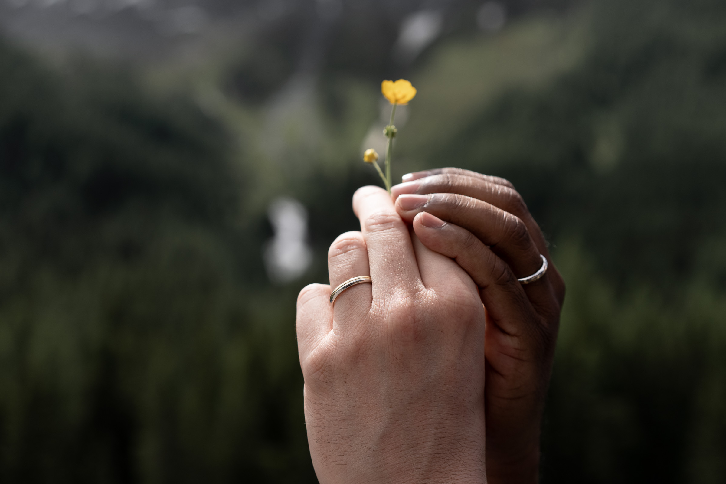 Hands holding a single buttercup against alpine green