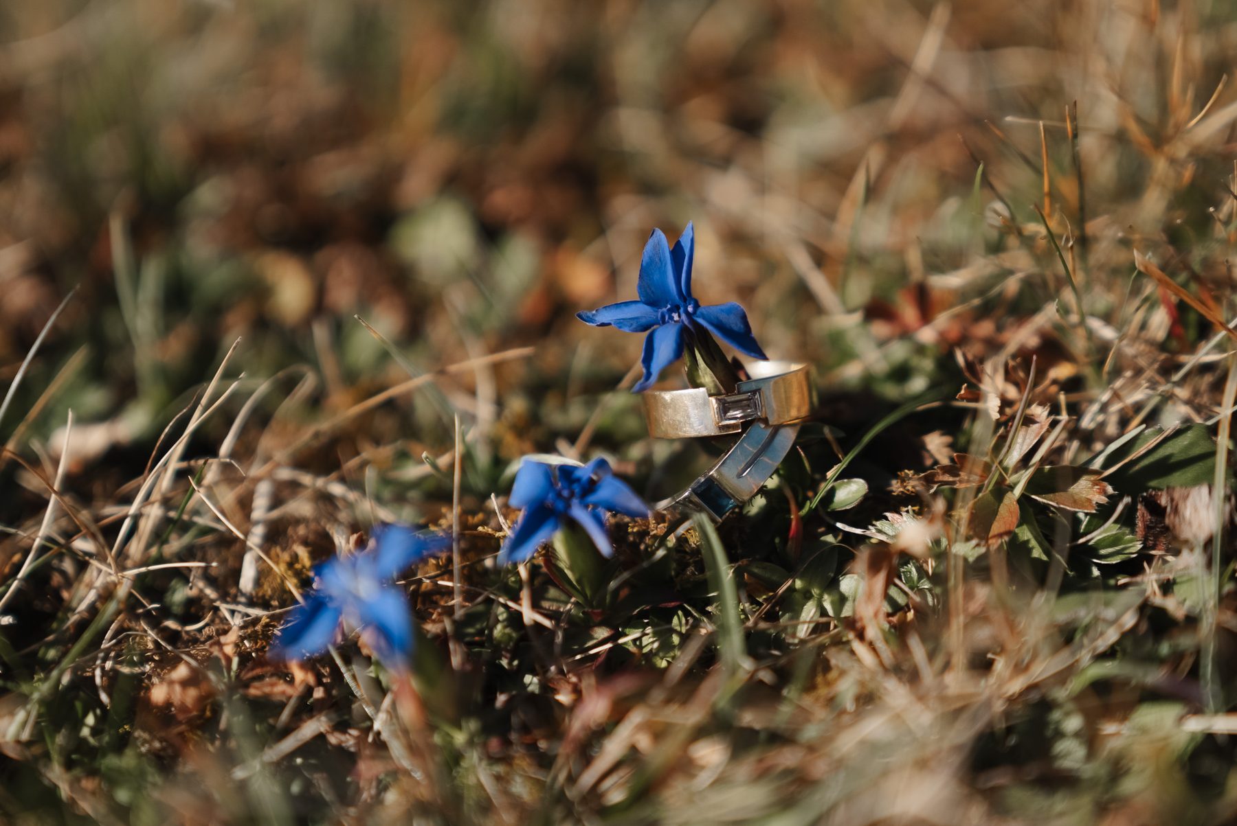Wedding rings among blue gentians in the grass